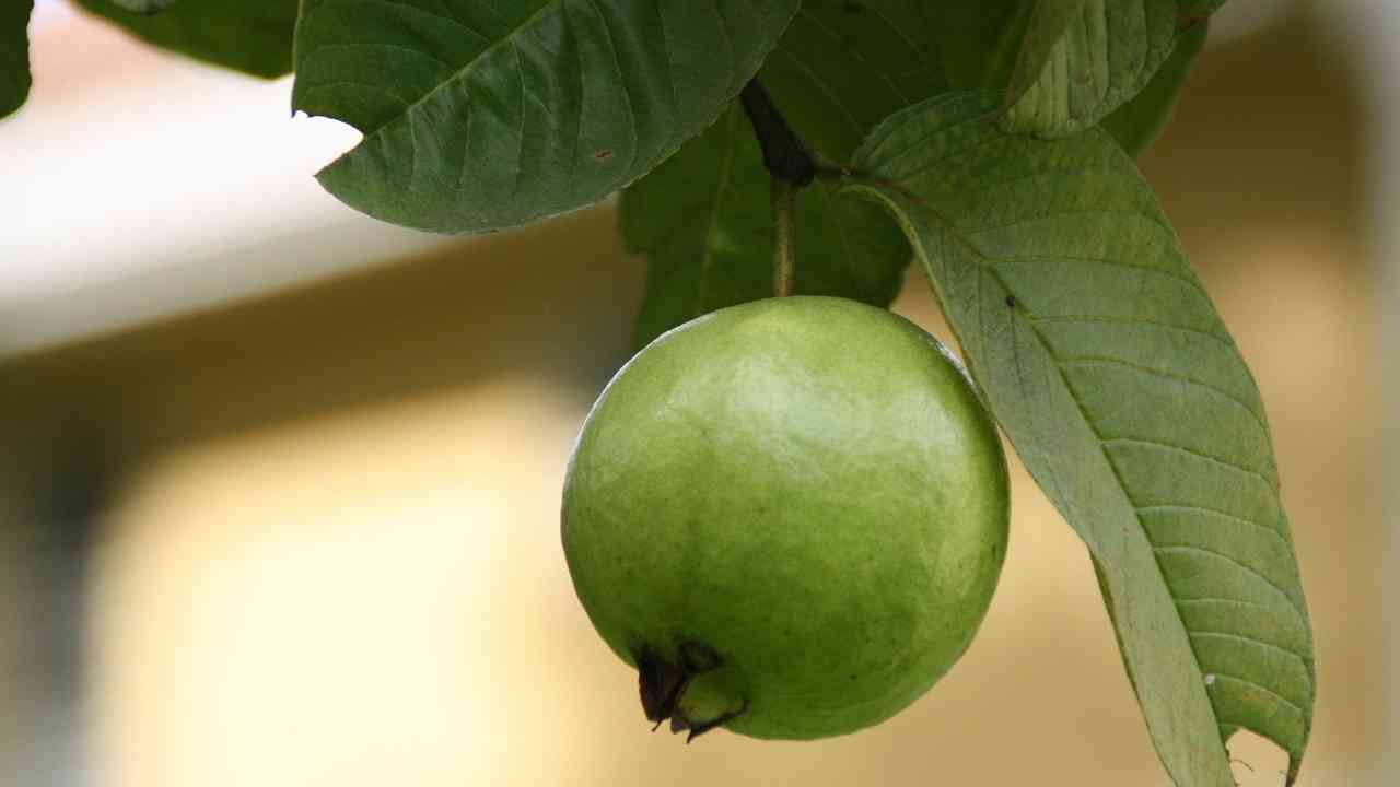 Guava