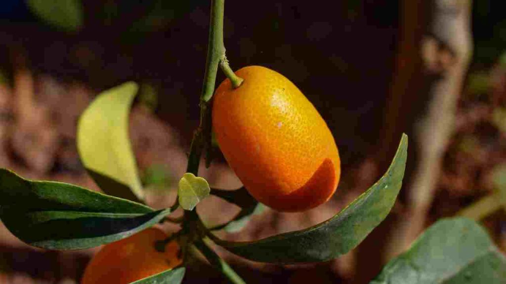 Kumquat