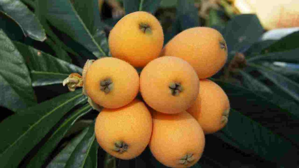Fruits name in English Loquat
