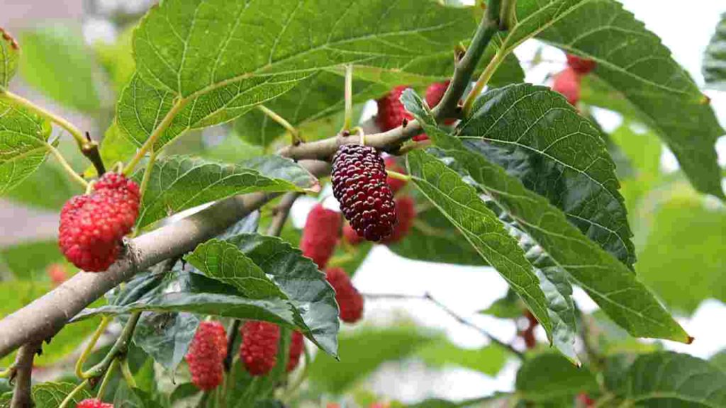 Mulberry
