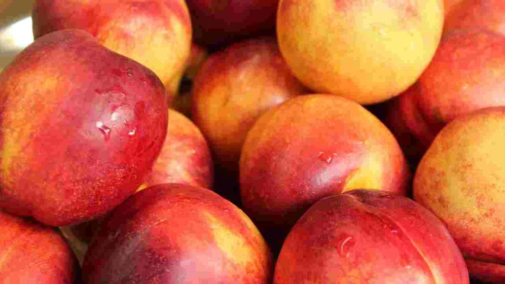 Fruits Name Nectrine