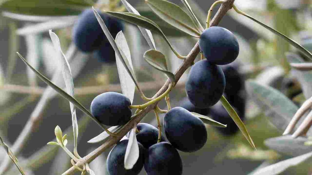 Olive