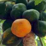 Papaya