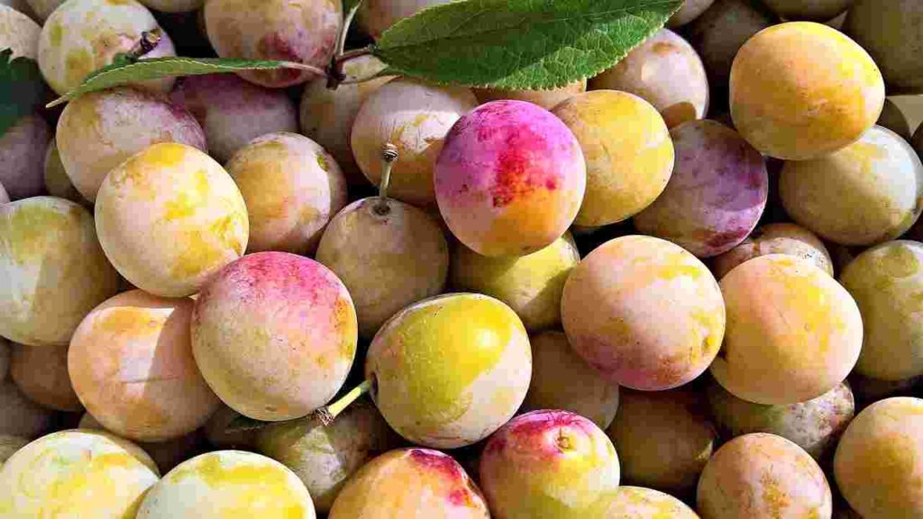 Fruits Name in Hindi and English (104) with Image, सभी ... Fruits Name in Hindi and English (104) with Image, सभी ...