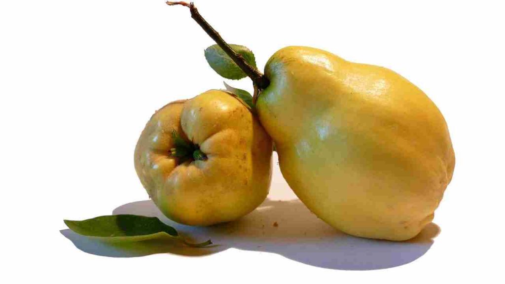 116 फलों के नाम फोटो के साथ Fruits Name in Hindi - English 116 फलों के नाम फोटो के साथ Fruits Name in Hindi - English