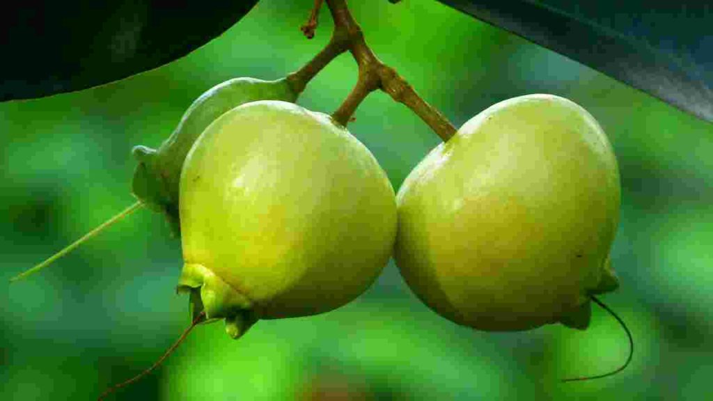 Fruits name in English, Rose Apple