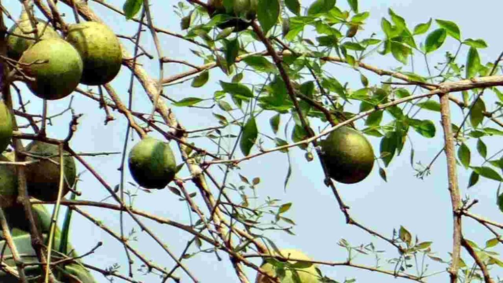 Fruits Name in English, Wood Apple