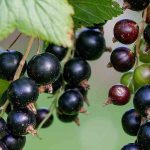 Black Currant Fruits