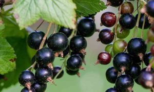 Black Currant Fruits