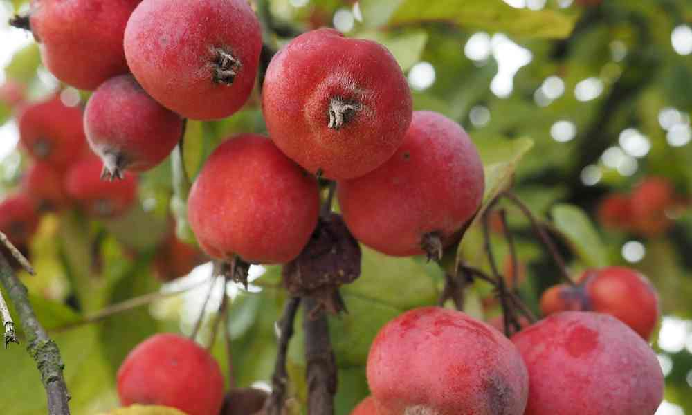 जंगली सेब ( Junglee Seb ) - Crab Apple ( क्रैब एप्पल )