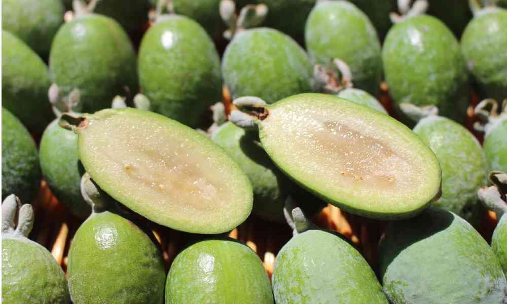 fruits name in hindi - फैजोआ ( Feijoa )