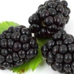 Fruits Black Berry