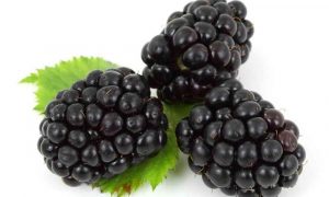 Fruits Black Berry