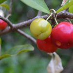Fruits Name Acerola Cherry
