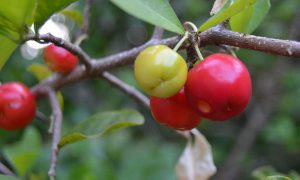 Fruits Name Acerola Cherry