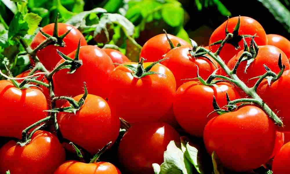 fruits name in hindi - टमाटर ( Tamatar ) - Tomato ( टोमेटो )