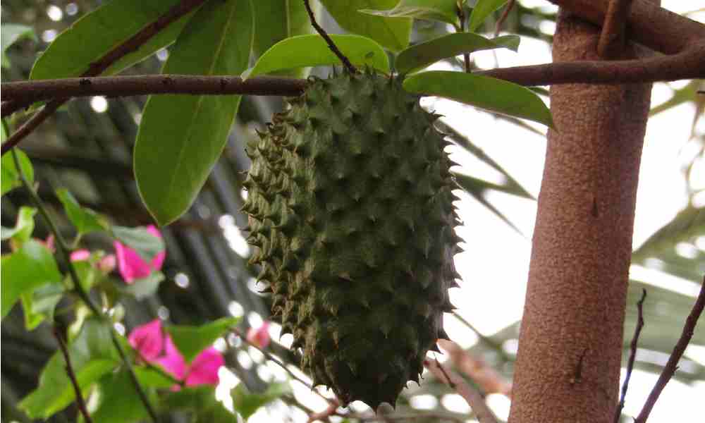 Fruits Name in Hindi सीताफल, हनुमानफल ( Sitaphal, Hanuman Phal ) - Soursop