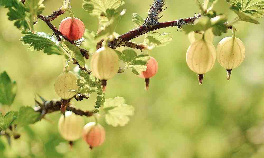 करौंदा ( Karaunda ) - Gooseberry ( गूजबेरी )