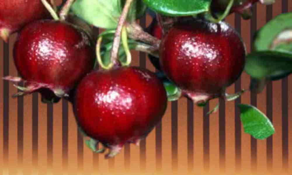 Fruits Name in Hindi उग्नी - Ugni