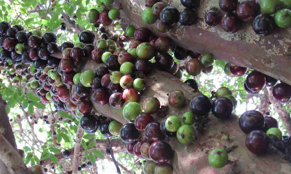जाबोटिकाब ( Jabuticaba )