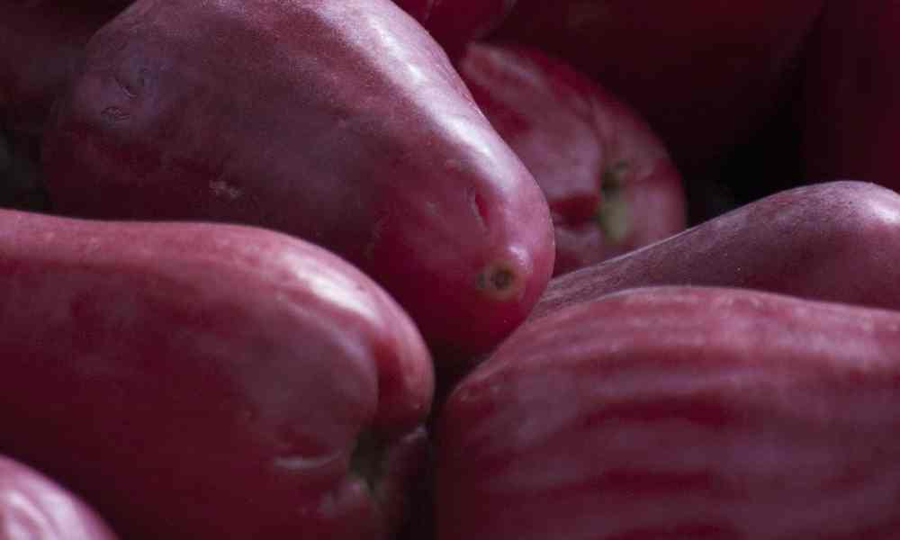 मलै जामुन / मलय सेब ( Malay Jaamun / Malay Seb ) - Malay Apple ( मलय एप्पल )