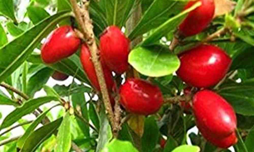 चमत्कारी फल / मिरेकल फ्रूट - Miracle Fruit