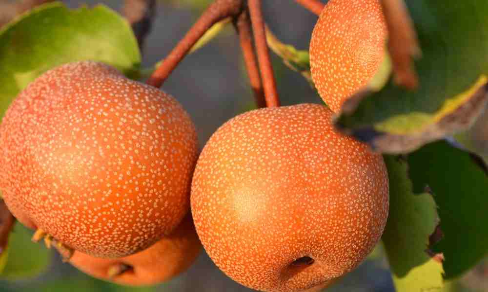 नाशी नाशपाती - Nashi Pear