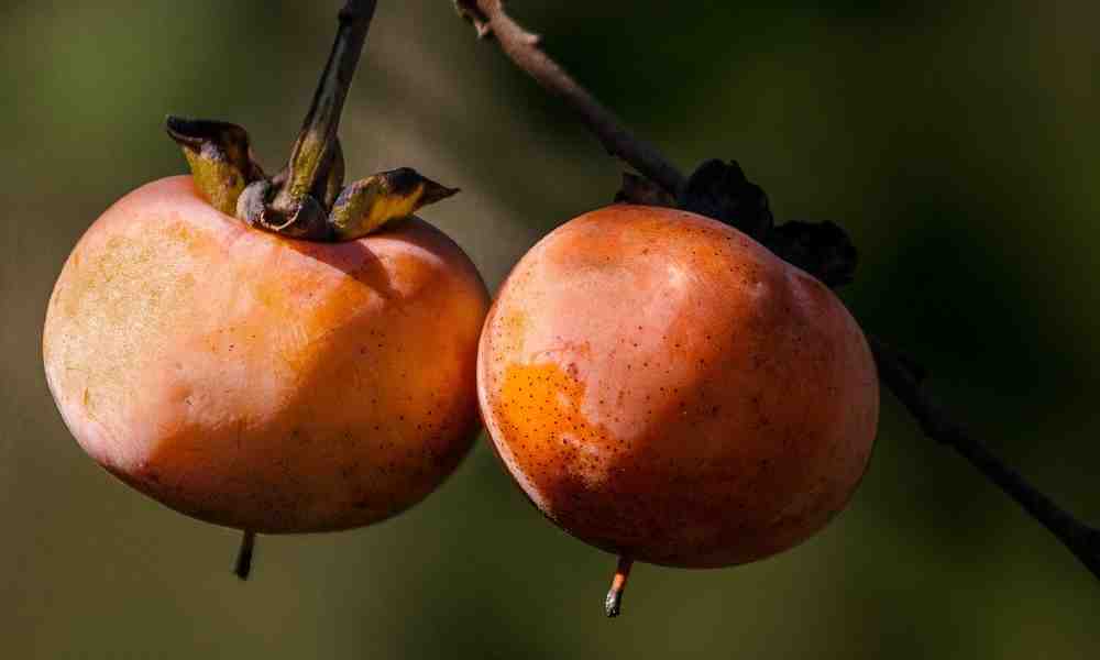 Fruits Name in Hindi and English (104) with Image, सभी ... Fruits Name in Hindi and English (104) with Image, सभी ...