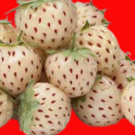 पाइनबेरी - Pineberry