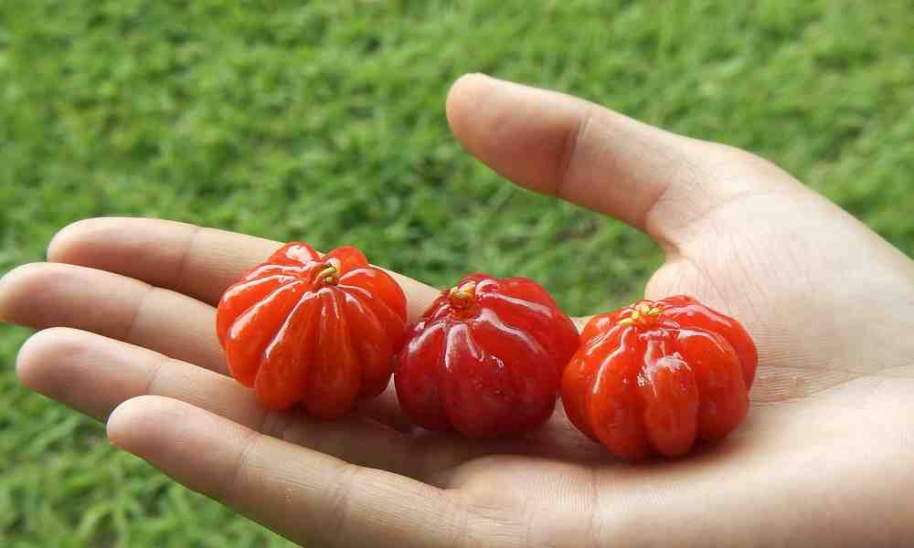 पितंगा / ब्राजीलियन चेरी ( Pitanga / Brazilian cheery ) - Pitanga fruits