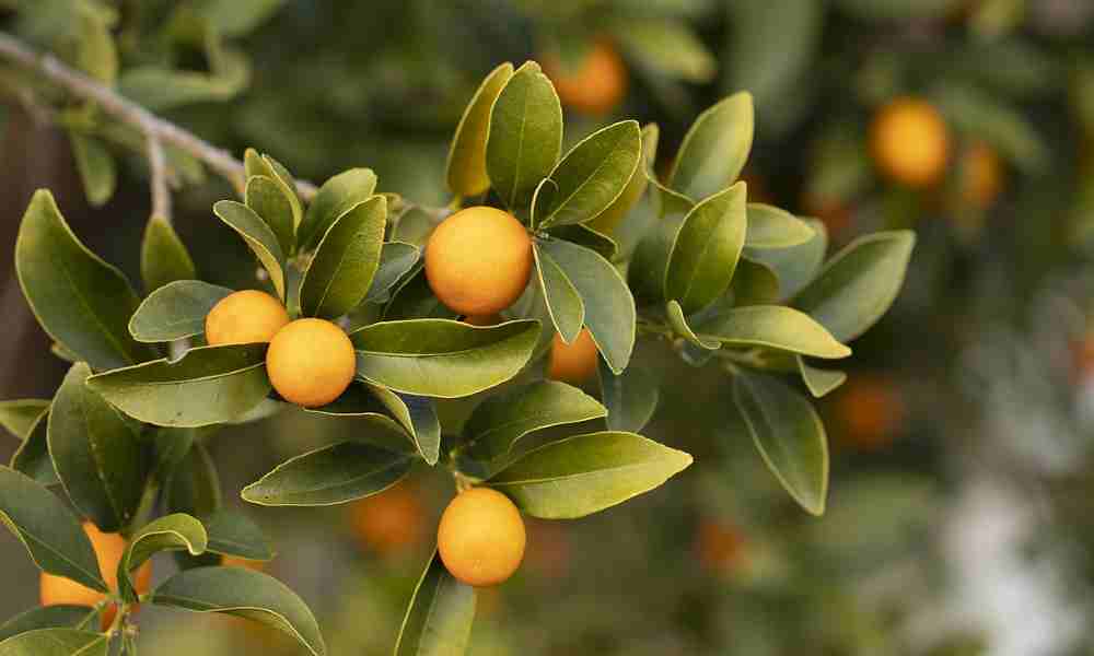 सत्सुमा (एक प्रकार का संतरा ) - Satsuma Fruits