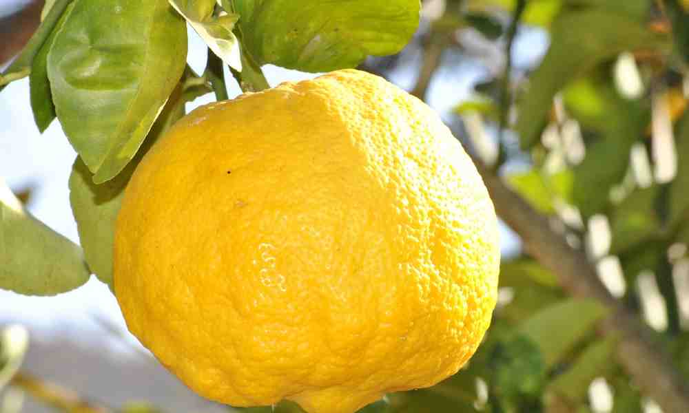 उगली फल - Ugli Fruit