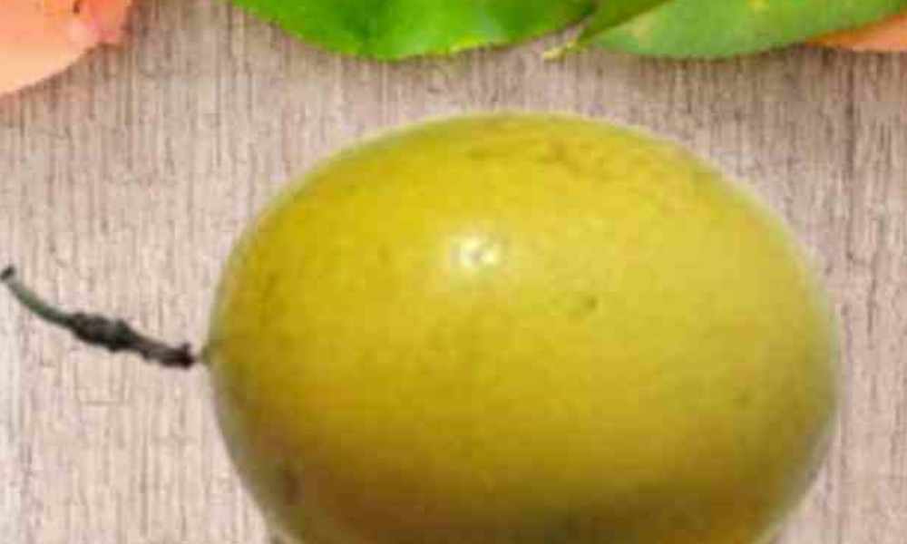 वोया वंगा , स्पेनिश इमली - Voavanga Fruits
