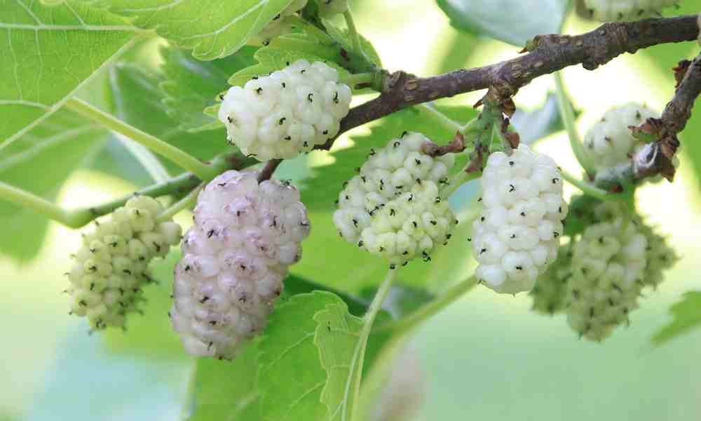 सफ़ेद शहतूत - White Mulberry