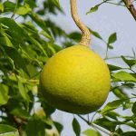 Wood Apple : Bael ( बेल )