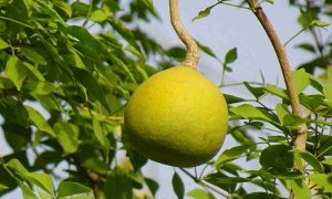 Wood Apple : Bael ( बेल )