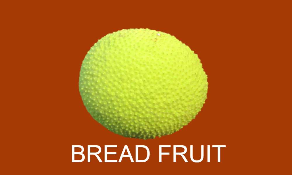 Fruits Name in Hindi : ब्रेड फ्रूट ( Bread Fruit ) कटहल के जैसा दिखने वाला एक फल - Bread Fruit ( ब्रेड फ्रूट )