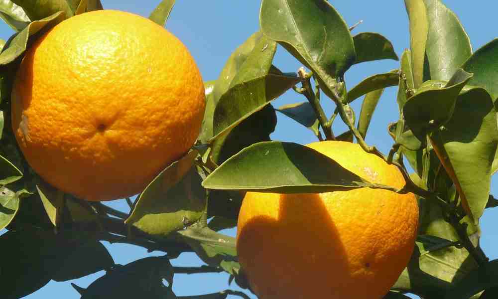 फ्रूट्स name इन हिंदी - माल्टा ( Malta )