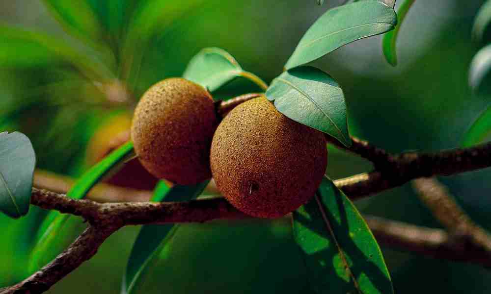 Fruits Name in Hindi चीकू ( Chickoo ) - Sapota ( सपोटा )