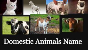 Domestic Animals Name