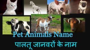 Pet animals name paaltu janwar ke naam