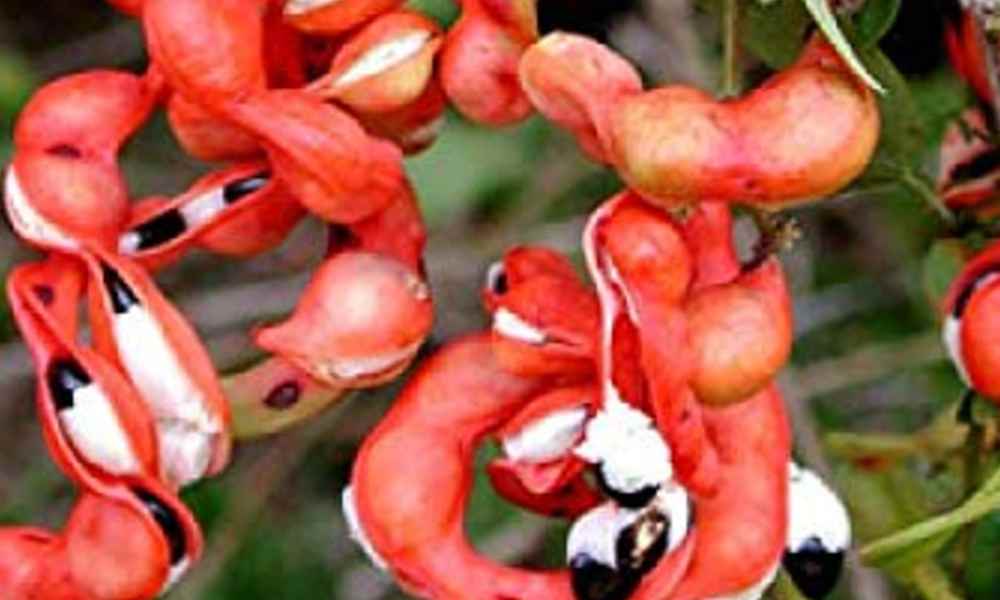 fruits name in hindi - jungle jalebi