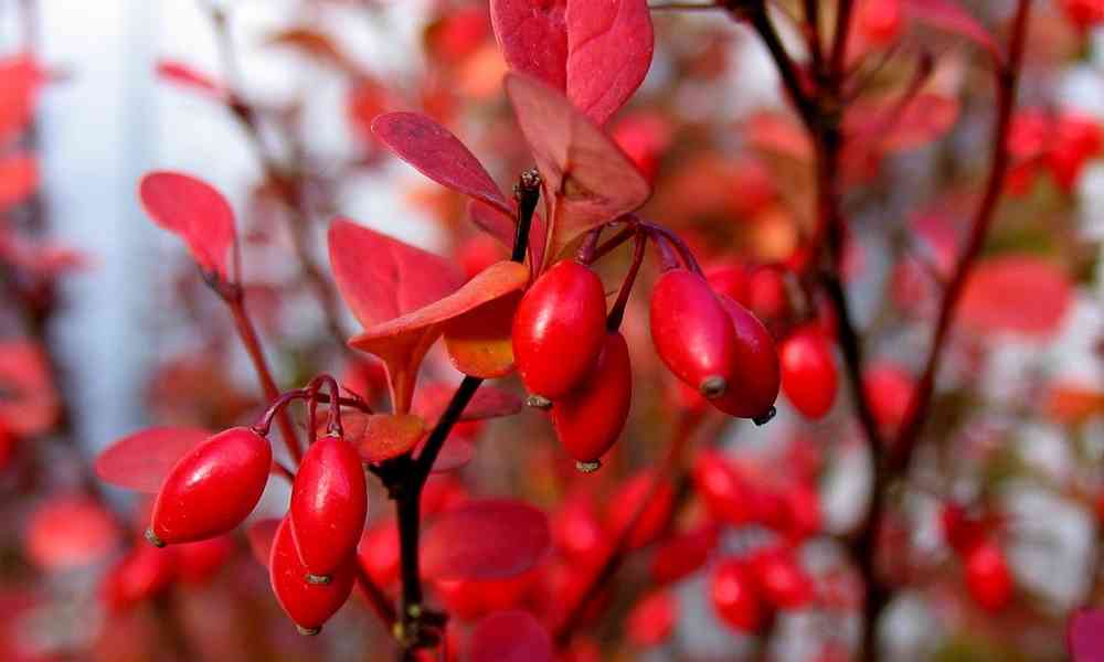 दारुहल्दी (Daruhaldi) - Barberry