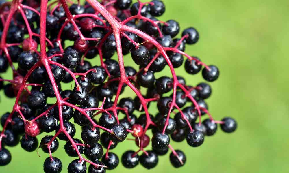 एल्डरबेरी - Elderberry