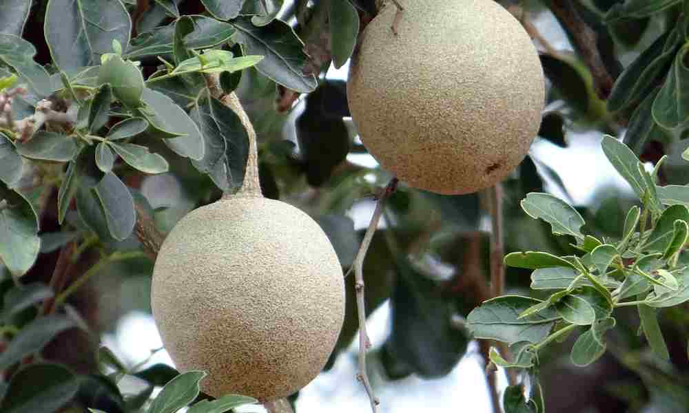 कैथा - Kaitha ( Elephant Apple )