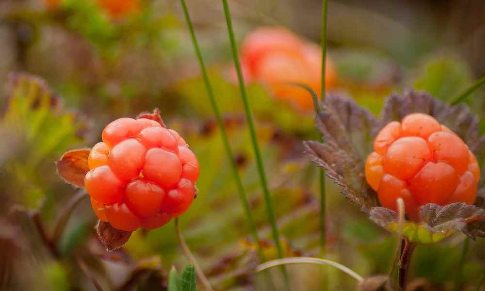 क्लाउड बेरी - Cloud Berry