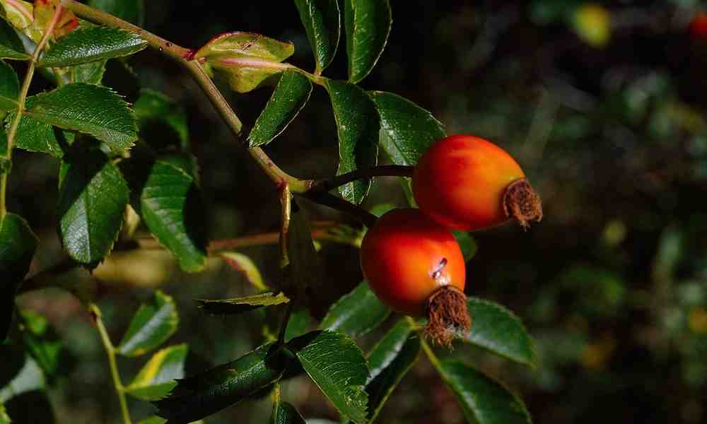 गोजी बेरी - Goji Berry
