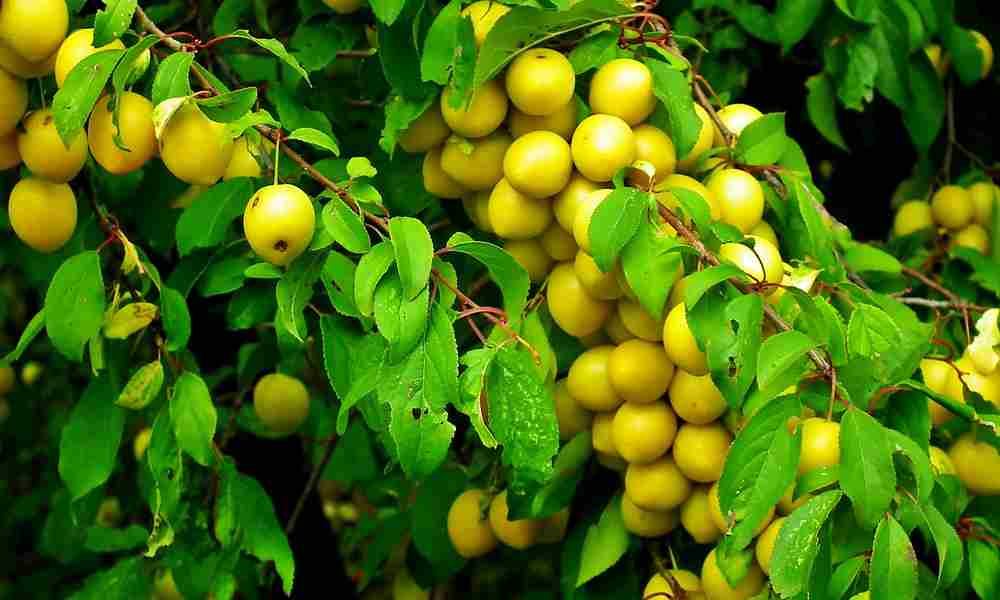 झर बेर - Damson