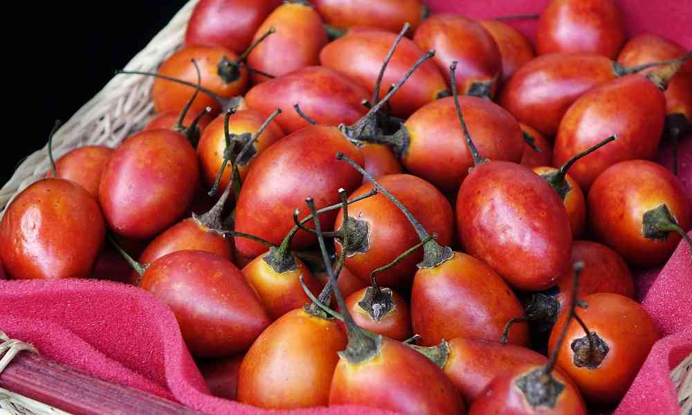 टमारिलो - Tamarillo