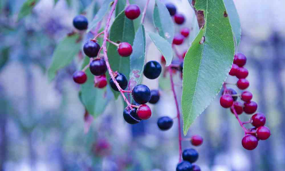 हकल बेरी - Huckle Berry